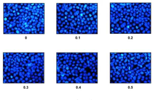 Fig. 2. Effect of TBqZ on the cell growth of C6 cells.