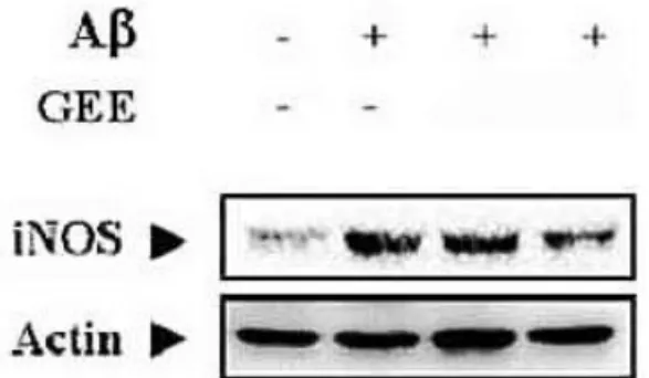 Fig. 6. The depression effects of GEE on the generation of iNOS protein derived from β -amyloid.