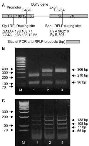 Fig. 1.  (A)  Schemic  illustration  of  Duffy  gene  PCR-  RFLP  analysis.  Each  fragment  sizes  in  promoter  and  exon  regions  mean  final  products  after  restriction   enzy-me  digestion