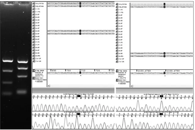 Fig.  1. Genotyping results of the case. The patient showed an intact RHD gene (left) with two single nucleotide changes from the reference sequence NM_016124