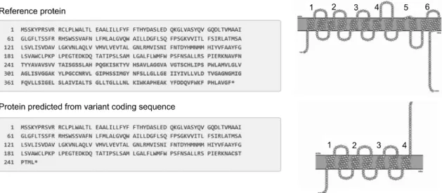 Fig.  2. Predicted D-protein structure of RHD 711delC. Extracellular loops 3 to 6 are known to be crucial to the intact expression of the D-protein