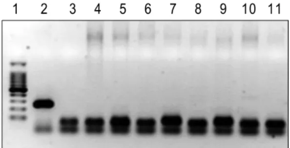 Fig.  1.  Electrophoretic  analysis  by  PCR  to  detect  Mycoplasma.  Lane  1,  100  bp  DNA  marker;  Lane  2,  Positive  control;  Lane  3,  Negative  control;  Lane  4∼