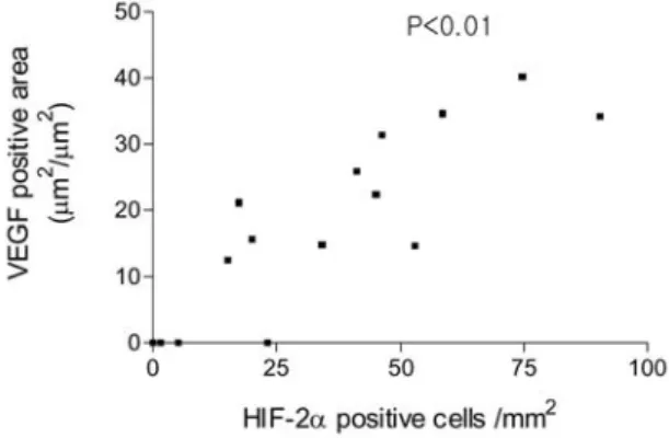 Fig. 4. Comparison of HIF-2 expression in bronchial mucosa. Levels of HIF-2 were expressed as the number of immunohistochemistry positive cells per square millimeter of submucosa
