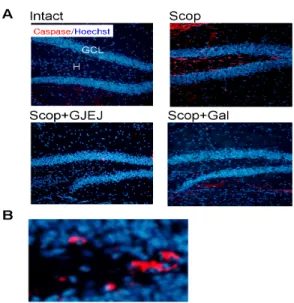 Fig.  6.  Tissue  distribution  of  caspase  3-labeled  cells  in  hippocampal  dentate  gyrus  region