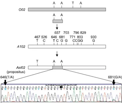 Fig. 2. Schemes for generation of putative gene conversion in exon 7 of the ABO gene. A O02 allele derived fragment with two nucleotide  differ-ences at positions 646 and 681 compared to A102 allele, creates Ael02 allele