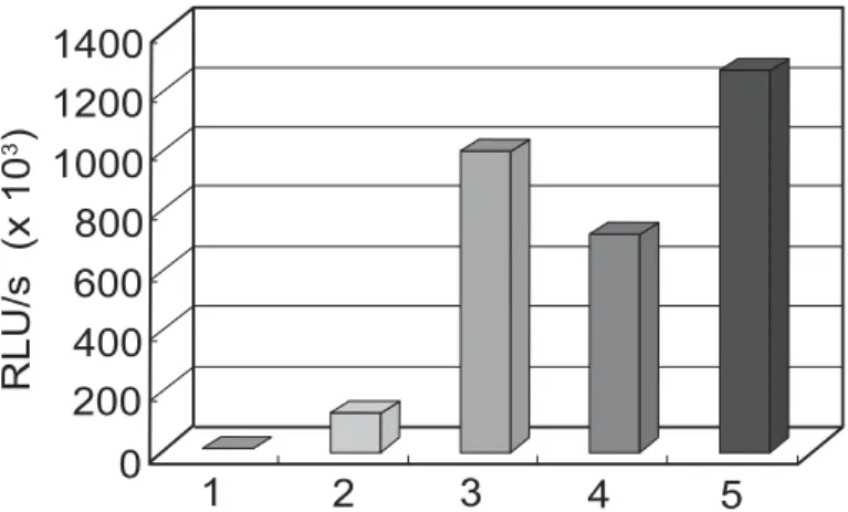 Fig. 3. Luciferase  activity  in  HeLa-LT2  and  CCRF-CEM-LT1  cells.  HeLa  or  CCRF-CEM  cells  without transfection  (denoted  as  HeLa  or  CCRF-CEM)  were  assayed  for  luciferase  activity  as  negative controls. Cells with transfection and G418 sel