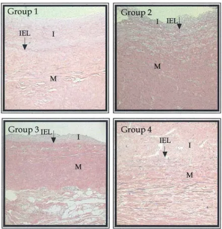 Fig. 5. Elastic stain of vascular anastomotic vein site. Marked suppression of the intimal hyperplasia was showed in E2F decoy-treated group compare with heparin-treated group or mismatched ODN-treated group. There was no difference between group 2 and 3. 