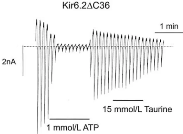 Fig. 4. Macroscopic  currents  recorded  from  inside-out patches in response to a series of voltage ramps from  -110  to  +100  mV.  Oocytes  were  injected with  mRNAs  encoding  Kir6.2/SUR1  (upper), Kir6.2/SUR2A  (middle),  or  Kir6.2/SUR2B (lower).  G