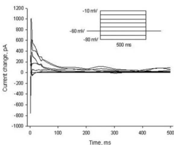 Fig. 2. Evoked  currents  at  the  membrane  potentials changing  from  -80  mV  to  -10  mV  by  10  mV, respectively, from the holding potential -60 mV.