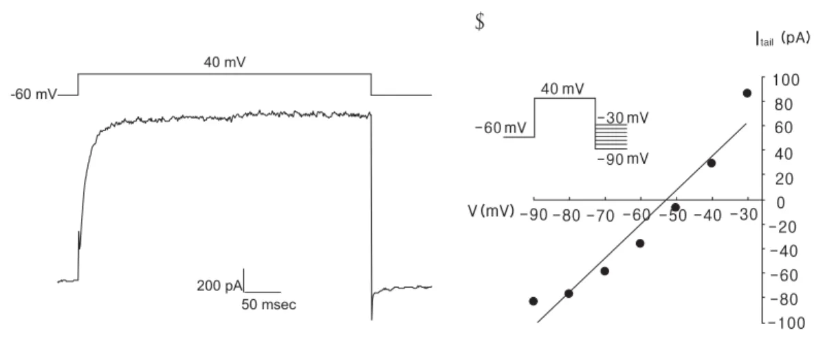 Fig. 1. Identification  of  outward  K + current  from  human  neural  stem  cells.  (A)  A  typical  recording  of  outward  K + current. Current was recorded by single depolarization step for 400 msec from holding potential of -60 mV to +40 mV. This curr