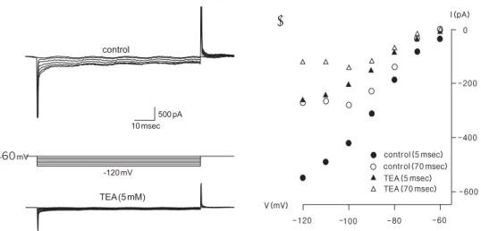 Fig. 4. Properties  of  inward  rectifying  K + current  in  human  neural  stem  cell.  (A)  Inward  rectifying  current.  Typical voltage-dependent inward K + currents were recorded by hyperpolarizing steps from a holding potential of -60 mV  to  -120  m