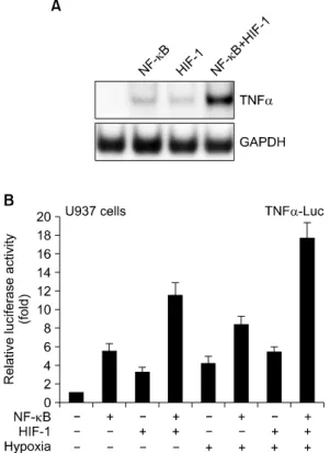 Fig. 1.  NF-κB  and  HIF-1  synergistically  increase  the  TNF-α  gene  expression.  (A)  Hypoxia  and  ectopic  NF-κB/HIF-1  expression  synergistically  increased  the  mRNA  production  in  U937  cells