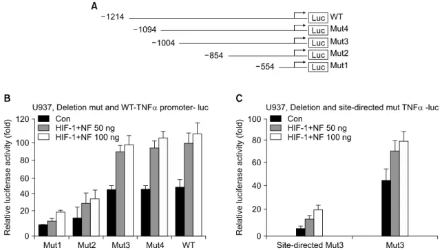 Fig. 2.  Identification  of  the  cooperative  HIF-1/NF-κB  responsive  region  in  TNF-α  promoter