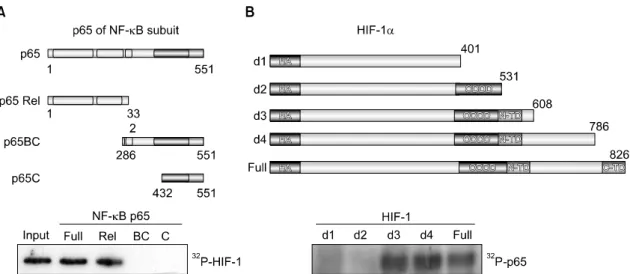 Fig.  3.  Identification  of  each  interaction  region  of  HIF-1  and  NF-κB  p65.  (A)  A  schematic  diagram  of  the  truncated  NF-κB  mutant  constructs  was  shown  in  upper  panel