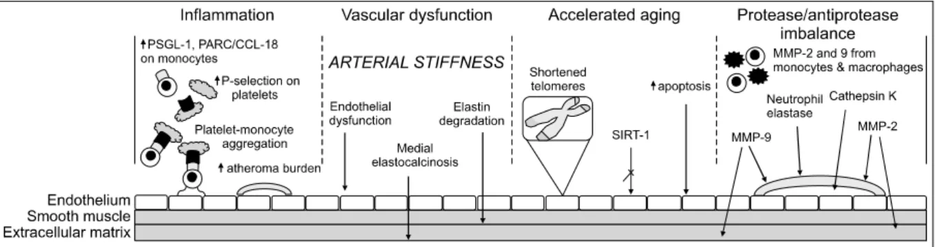 Figure  2.  Pathophysiology  of  cardiovascular  disease  in  COPD  patients. 