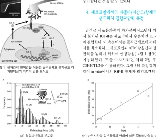 그림 2  AFM을 이용한 IGF-II 항체와 리간드의 결합파단력 측정결과(Han, S. et al., 2011, J. Mol. Recognit., 2011, 24)(a) 결합파단력의 분포도 (b) 단위시간당 힘부하율의 변화에 따른 결합파단력의 변화