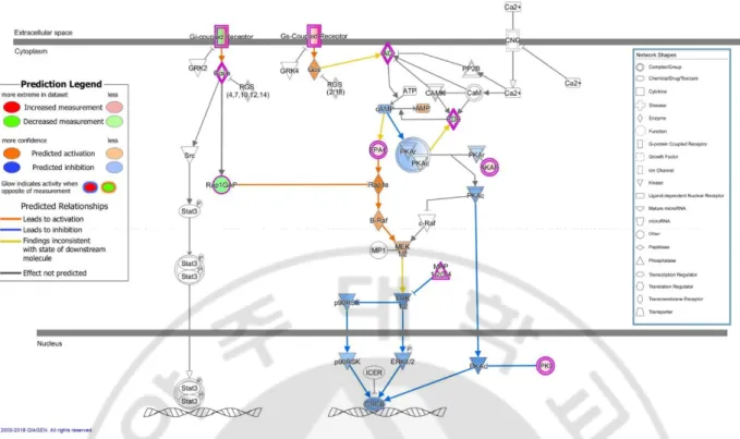Figure 5. cAMP-mediated signaling in Behçet’s disease patients vs. healthy controls (senescent  cells) with prediction: One of the significant canonical pathways in IPA 