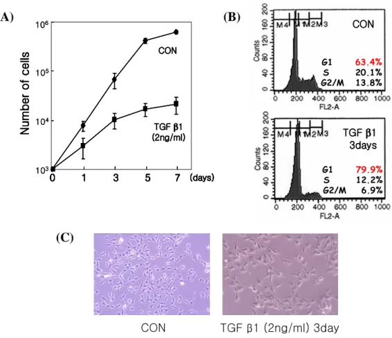 Fig.  2.    TGF    ββββ 1  induced  G1  arrest  and  morphological  change  of  Mv1Lu  cells