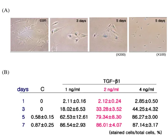 Fig. 4. TGF  ββββ 1 induced SA  ββββ -gal activity in dose- and time-dependent manner in 