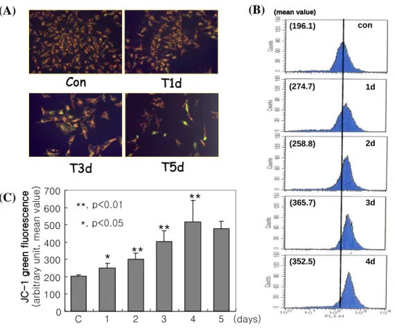 Fig.  7.  TGF  ββββ 1 induced  disruption of mitochondrial  membrane  potential. Mv1Lu 