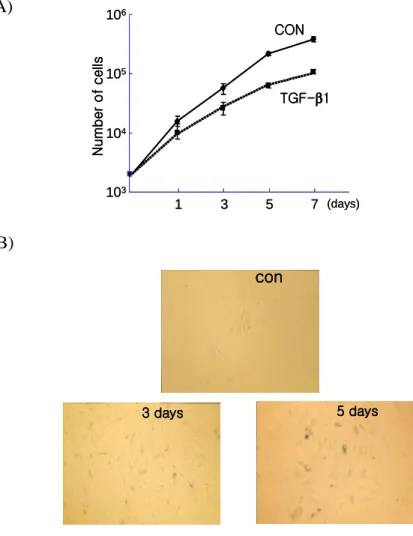 Fig. 9. TGF  ββββ 1 induced senescent phenotypes in WI 26 cells. WI 26 human lung type 