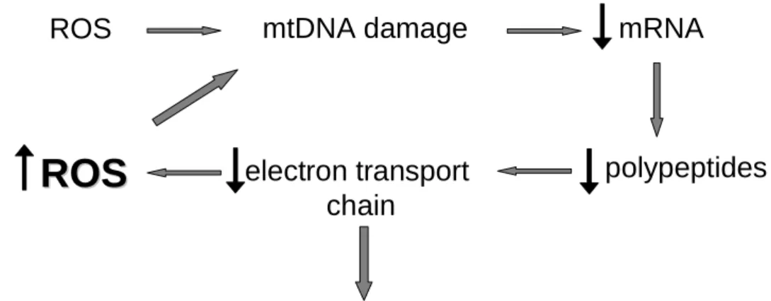 Fig.  1.  mtDNA  damage-induced  vicious  cycle  of  ROS  generation  Since  mtDNA 