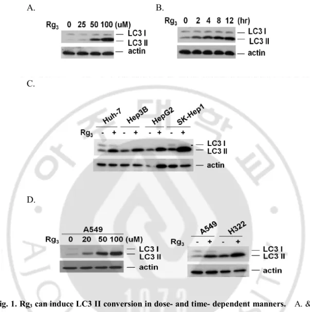 Fig. 1. Rg 3  can induce LC3 II conversion in dose- and time- dependent manners.    A