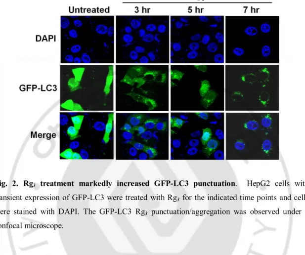 Fig.  2.  Rg 3   treatment  markedly  increased  GFP-LC3  punctuation.    HepG2  cells  with 