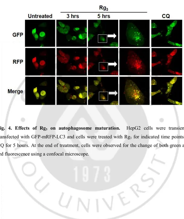 Fig.  4.  Effects  of  Rg 3   on  autophagosome  maturation.    HepG2  cells  were  transiently  transfected  with  GFP-mRFP-LC3 and  cells  were  treated  with  Rg 3   for  indicated  time  points  or 