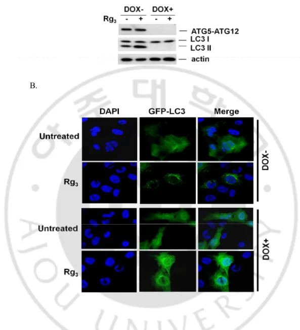 Fig. 5. LC3-II conversion  and punctuation of GFP-LC3 upon Rg 3  treatment are relevant  to autophagy
