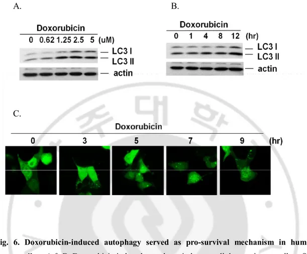 Fig.  6.  Doxorubicin-induced  autophagy  served  as  pro-survival  mechanism  in  human  cancer cells