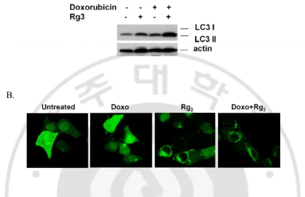 Fig. 7. Suppression of autophagy can contribute doxorubicin-induced cancer cell death