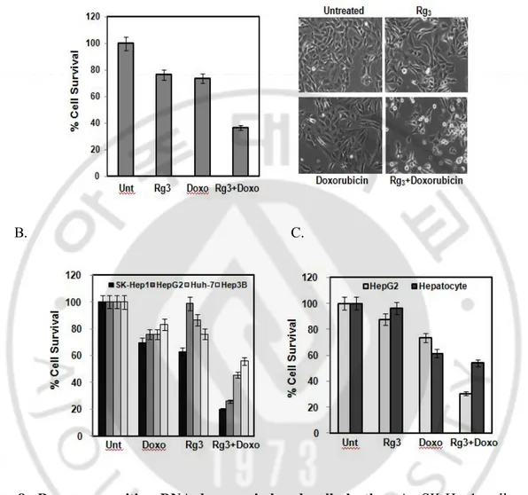 Fig.  8.  Rg 3   can  sensitize  DNA-damage  induced  cell  death.    A.  SK-Hep1  cells  were  pretreated with Rg 3  for 30 min, followed by Doxorubicin for another 18 hours and cells viability 