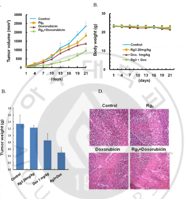 Fig.  10.  Combination  of  Rg 3   plus  Doxorubicin  inhibits  hepatoma  growth  in  mouse  xenograft model