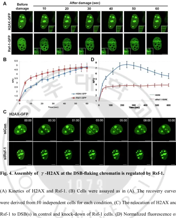 Fig. 4. Assembly of  γ-H2AX at the DSB-flaking chromatin is regulated by Rsf-1. 