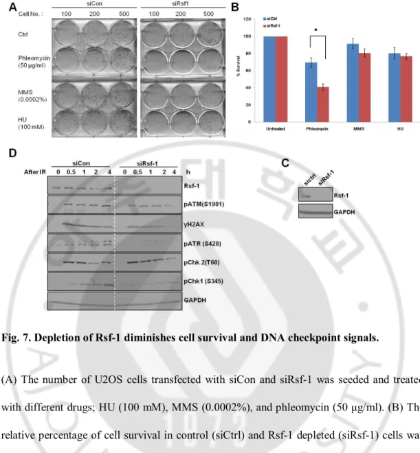 Fig. 7. Depletion of Rsf-1 diminishes cell survival and DNA checkpoint signals. 