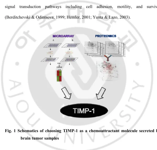 Fig. 1 Schematics of choosing TIMP-1 as a chemoattractant molecule secreted by  brain tumor samples 
