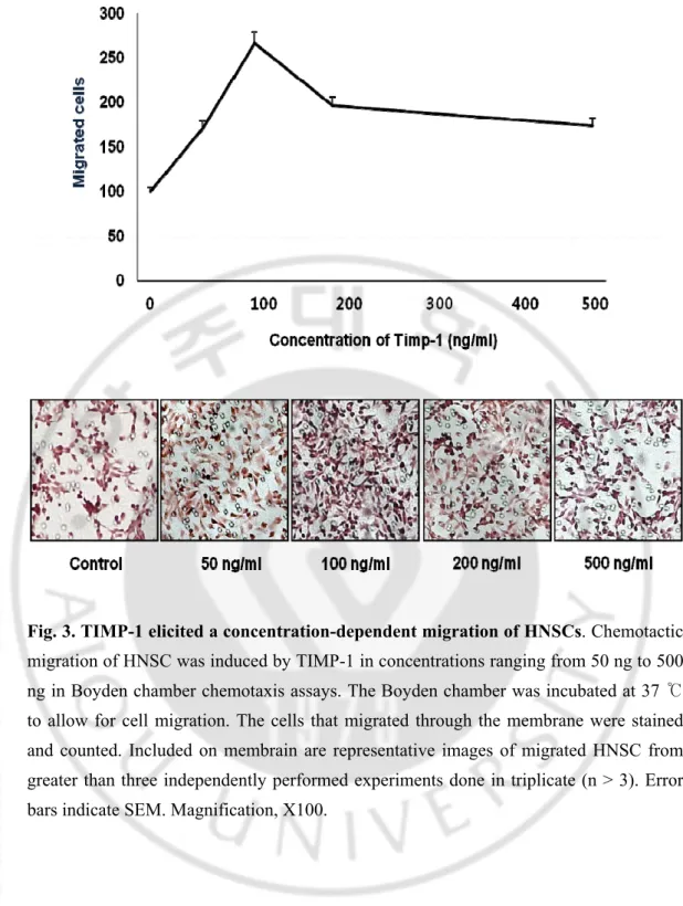 Fig. 3. TIMP-1 elicited a concentration-dependent migration of HNSCs. Chemotactic 