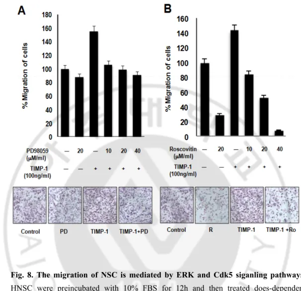 Fig. 8. The migration of NSC is mediated by ERK and Cdk5 siganling pathways. 