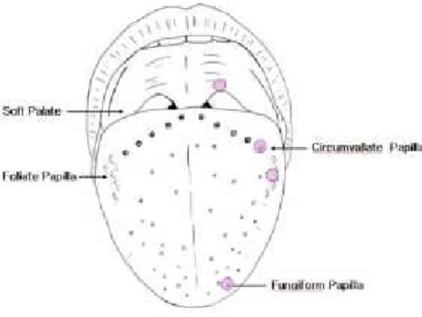 Fig. 1. Measuring sites for electrical taste thresholds.