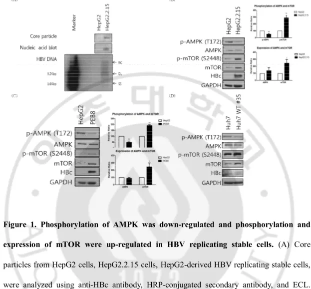 Figure  1.  Phosphorylation  of  AMPK  was  down-regulated  and  phosphorylation  and 