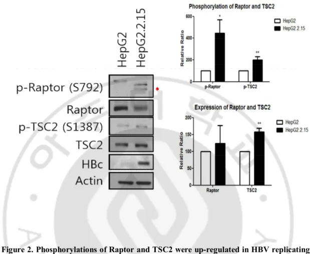 Figure 2. Phosphorylations of Raptor and TSC2 were up-regulated in HBV replicating 