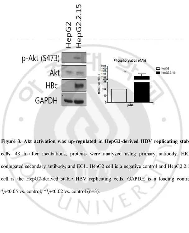 Figure  3.  Akt  activation  was  up-regulated  in  HepG2-derived  HBV  replicating  stable 