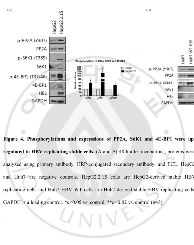 Figure  4.  Phosphorylations  and  expressions  of  PP2A,  S6K1  and  4E-BP1  were  up-