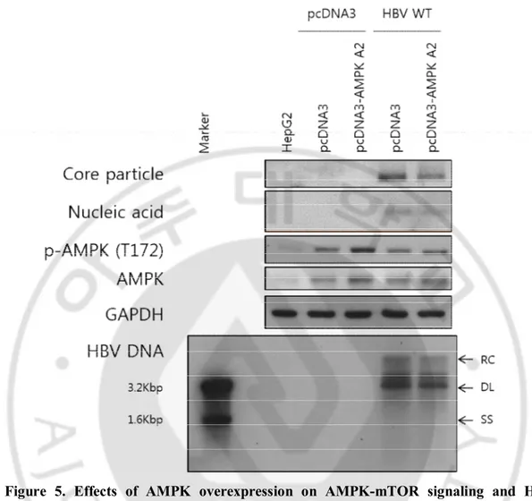 Figure  5.  Effects  of  AMPK  overexpression  on  AMPK-mTOR  signaling  and  HBV 
