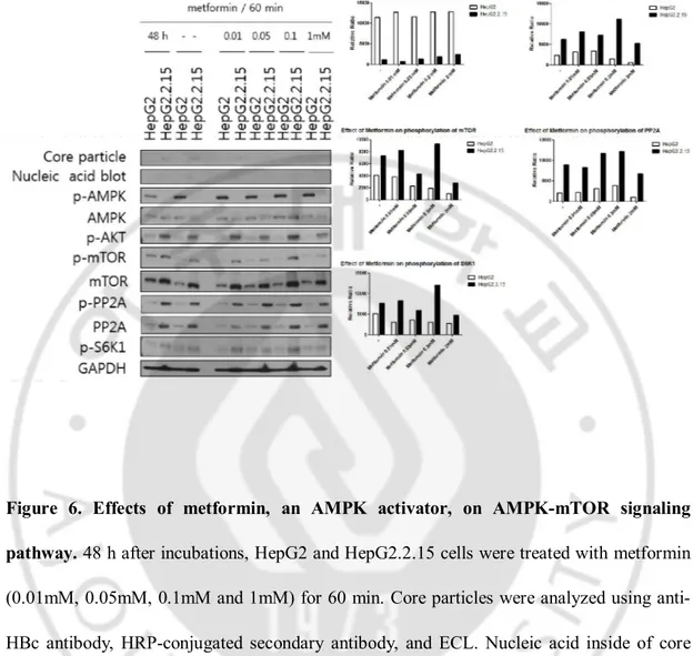 Figure  6.  Effects  of  metformin,  an  AMPK  activator,  on  AMPK-mTOR  signaling 