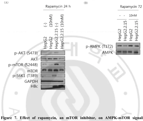 Figure  7.  Effect  of  rapamycin,  an  mTOR  inhibitor,  on  AMPK-mTOR  signaling 