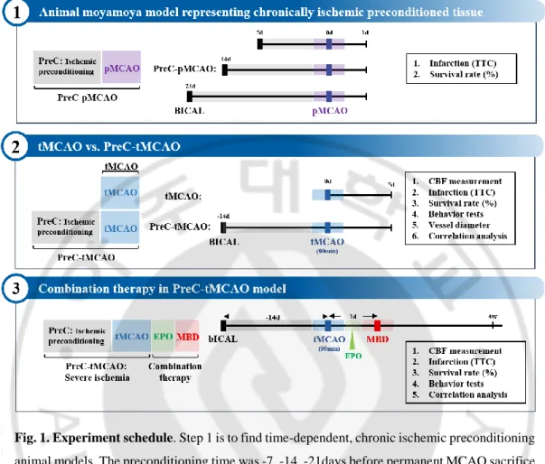Fig. 1. Experiment schedule. Step 1 is to find time-dependent, chronic ischemic preconditioning 