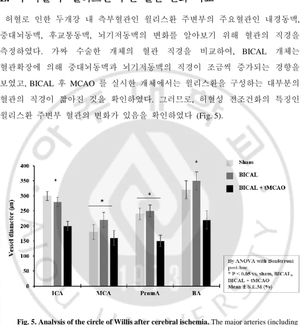 Fig. 5. Analysis of the circle of Willis after cerebral ischemia. The major arteries (including 
