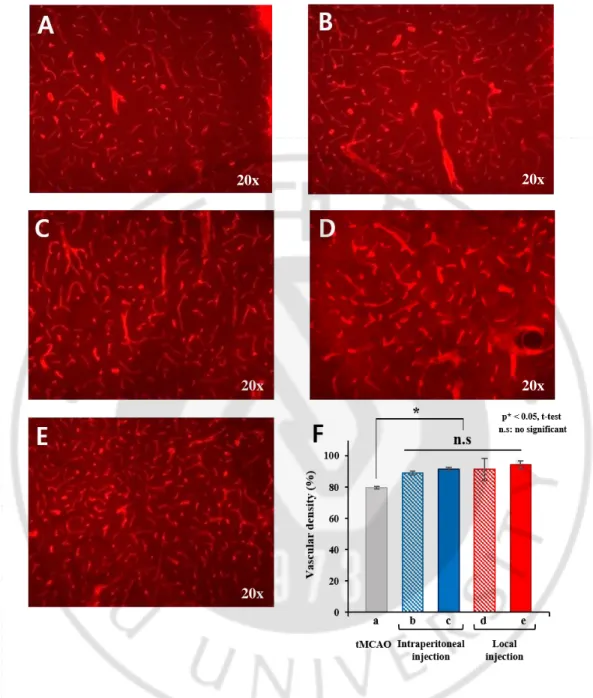 Fig.  7.  Comparison  of  angiogenic  effect  in  EPO  administration  groups.  Representative 